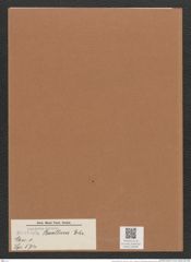 Navicula bacillum Ehr. (de-Toni-Nr.: Genus 1, Species 574) Zeichnungen Sammlung Grunow Mappe 00499 (Herbarium_W_Grunow_drawings_Folder_00499)